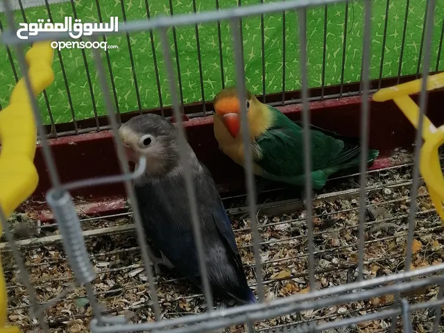 جوز فشر اوب لاين اورنج طفرة معو قفص وكوخ