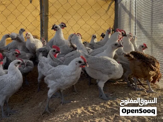 تربية وإنتاج الدواجن