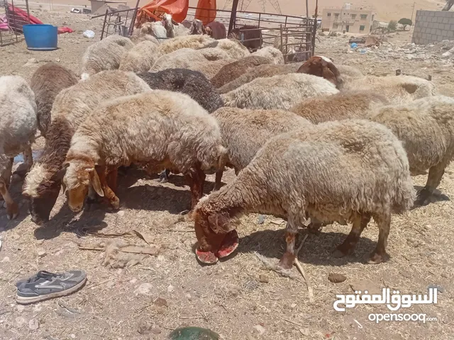 اضاحي العيد بسعر مغري