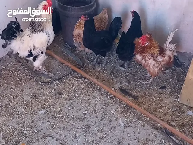 جاجات للبيع