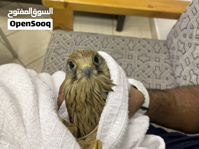 طير حر للبيع