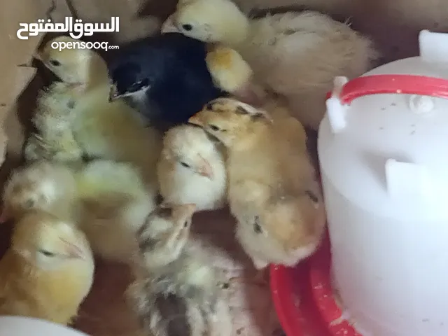 افراخ دجاج عرب