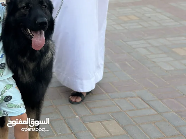 جيرمن شيبرد شو لاين سيبل حجم ضخم