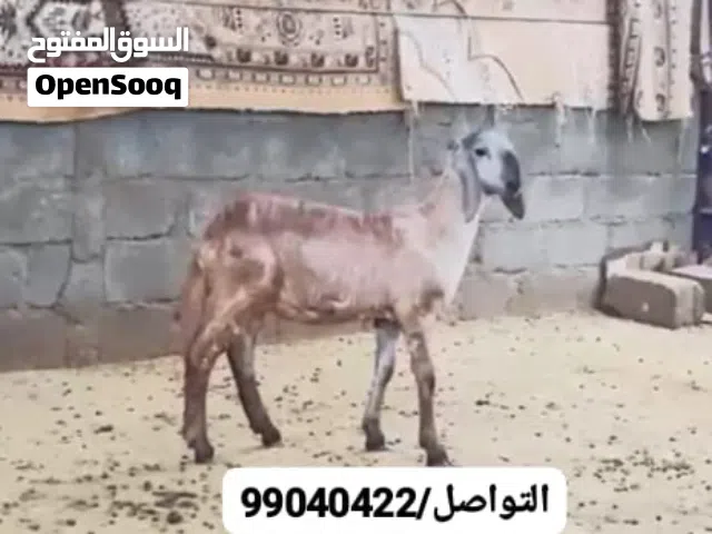 حملة سودانية نوعيه طيبه .