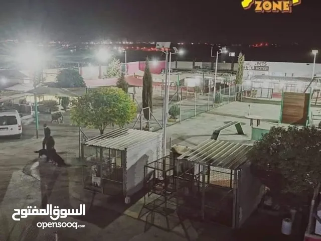 تـــــــــــدريب كــــــــــلاب