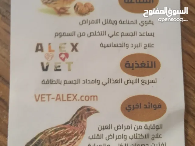 بيض فري طازج يومي