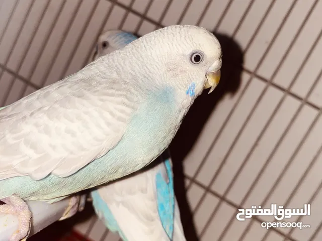 متوفر كوبيه مضمونه متوفر بي القفص مصراته بجنب جزيره قراره لا يوجد توصيل