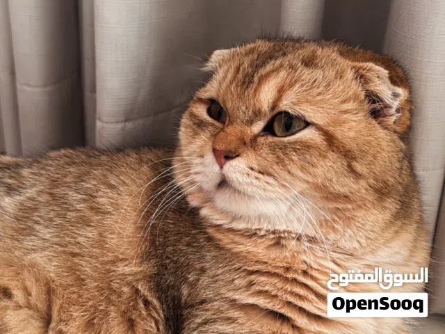 10 Month Old, Scottish Fold