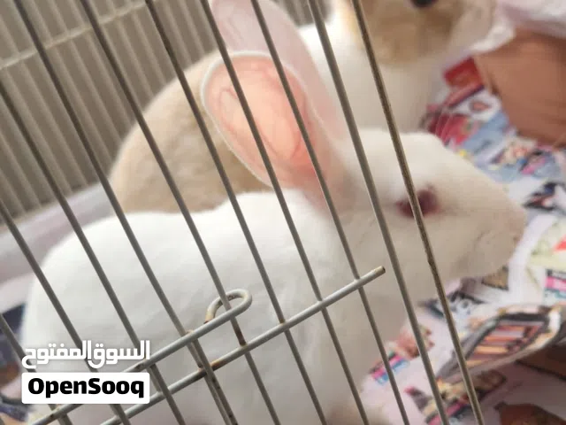 Two Rabbits for Sale with Cage