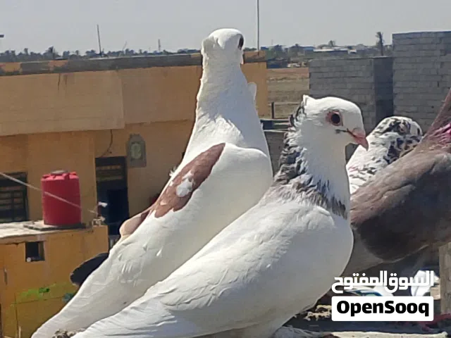 زوج ارفل مطاريد يخبلان جايت علا بيض