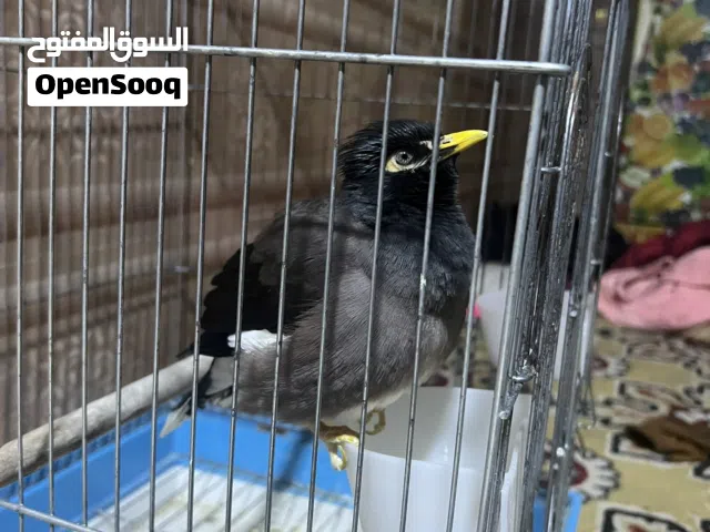 مينه فول كلام وتغريد أليفه طينه ترهم مراوسه حسب لقناعه