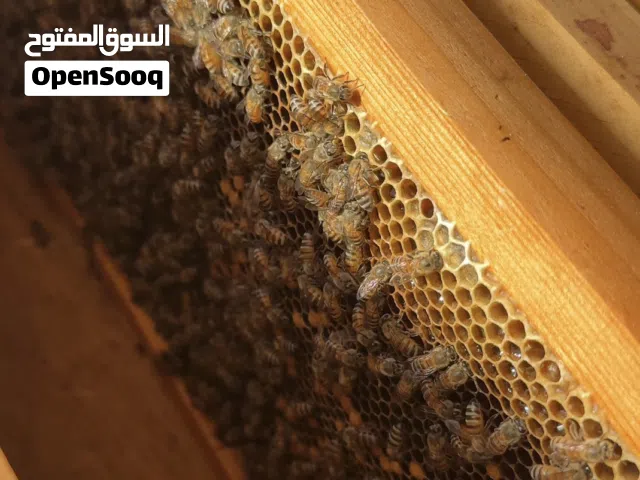 نحل للبيع خالي من العيوب ولله الحمد