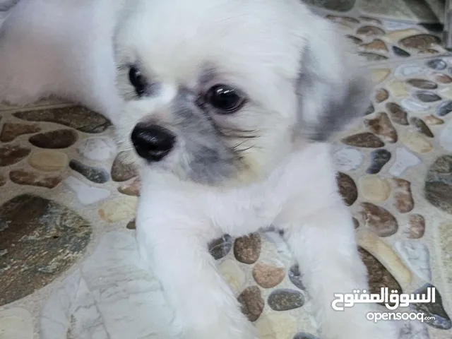 ذكر بصحه جيده