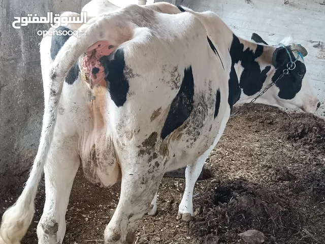 بقرة بطن ثالث للبيع