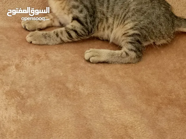 Kittens. 11 weeks old. Very clean