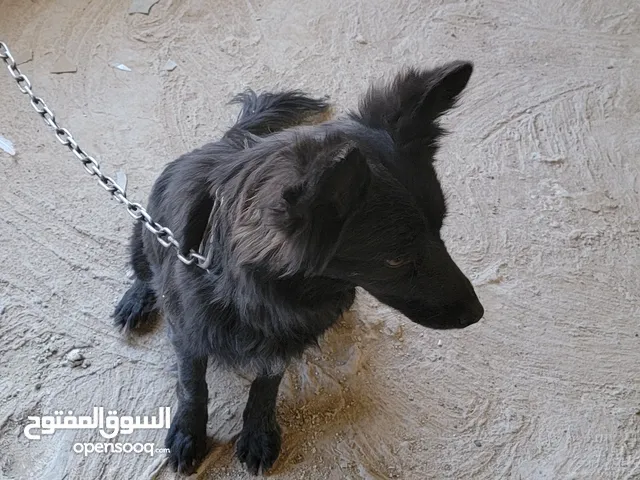 انثي سوداء من المعدوم