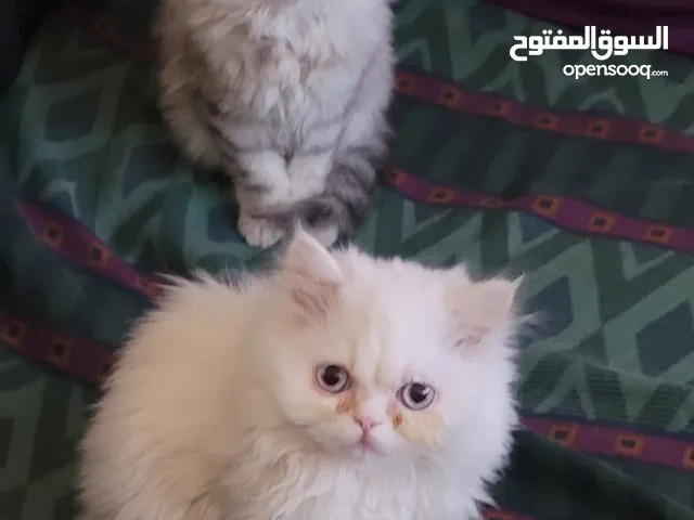 قطط شانشبلا للبيع