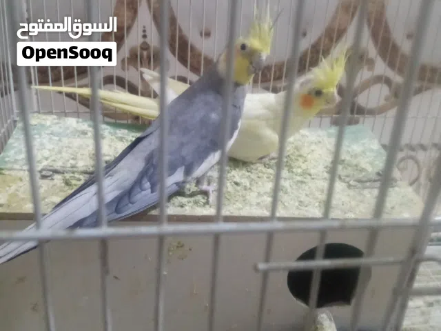 كوكتيل زوج للبيع
