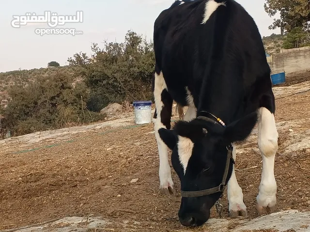 عجله عمر ثمن شهور ونص