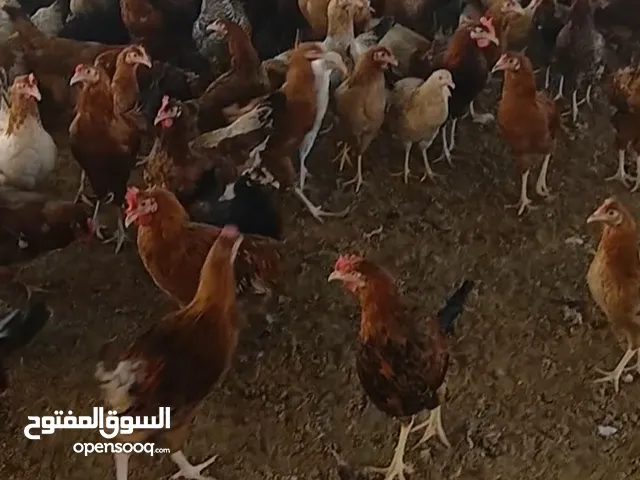 موجود دجاج ما شاء الله
