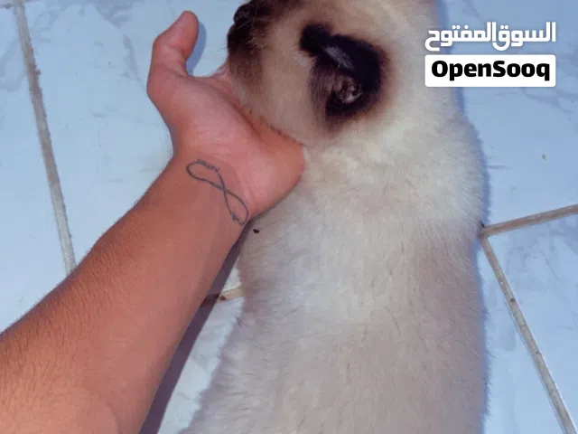 للبيع قطه هملايا ولعوبه معه اللتر بوكس وجميع اغراضها