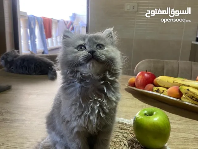قطط سكوتش فولد لعوبين جدا معلمين على الليتر بوكس بسعر جمييل