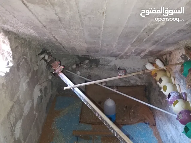 عصافير جنه للبيع اقرء الوصف