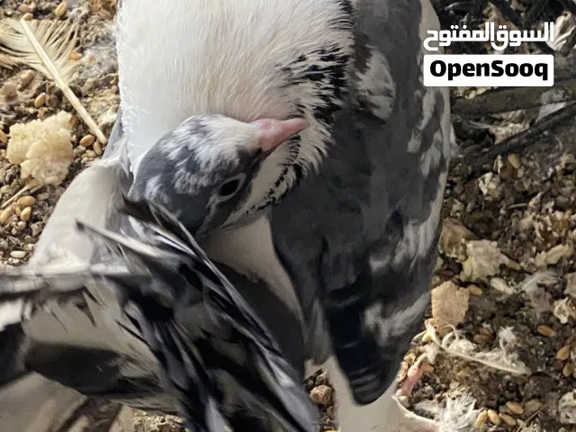 وجبت حمام زينه للبيع