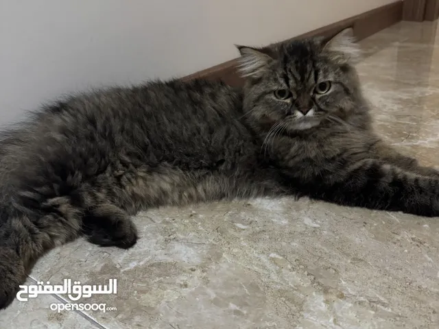 قط سيبيري جميل