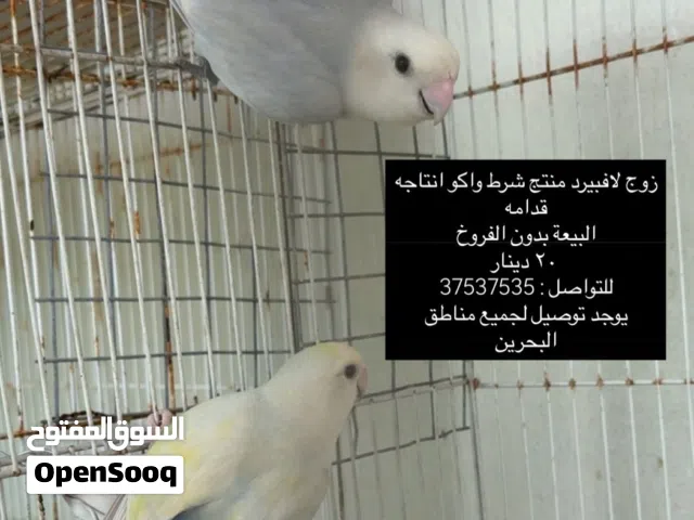زوج لافبيرد منتج مضمون