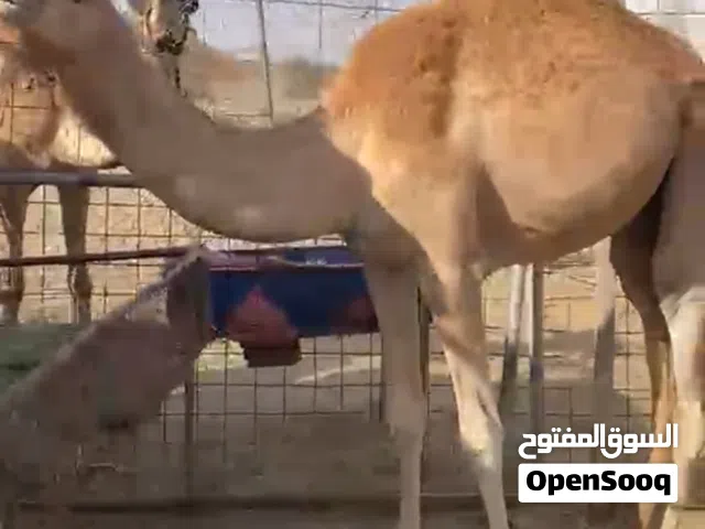بكرة لحم سمين للبيع