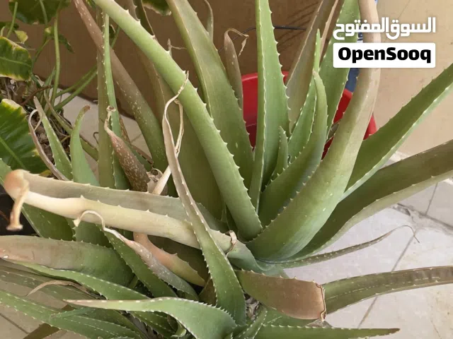 Plants for Sale Small Plants - 1.000 OMR Big Plants- 2.000 OMR