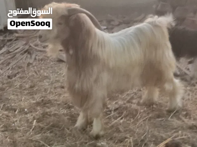 تيس للبيع ما شاء الله