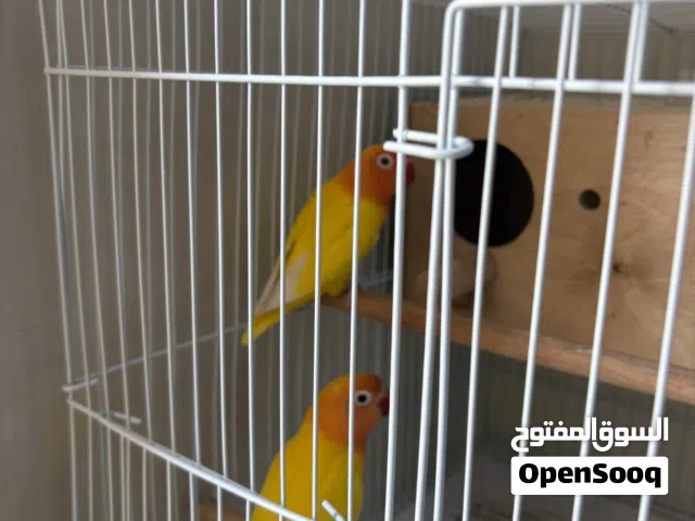 زوج فيشر منتج