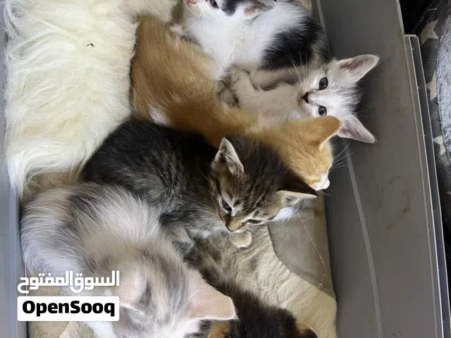 من له الرغبه يتوصل علا رقم واتساب