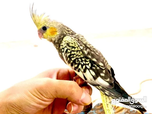 فرخ ببغاه كوكتيل ماء شالله صلاة النبي أليف ولعوب الموقع اربد شارع الحصن تواصل خاص