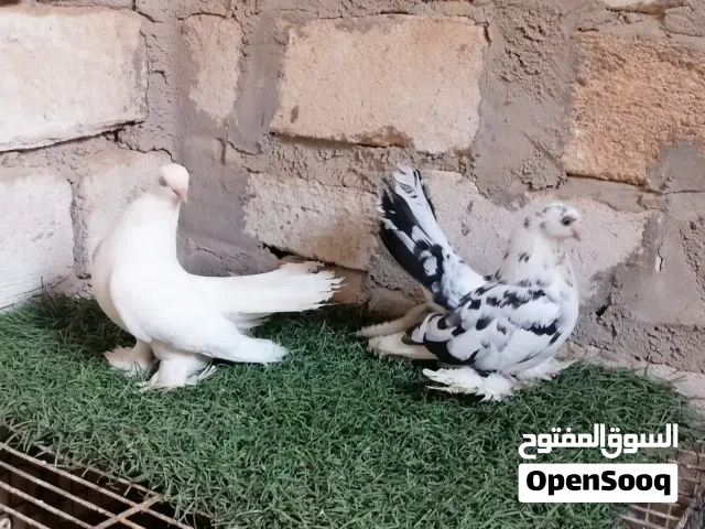 كوبيا روسي ماشاء الله تبارك الله لاقوة الا بالله