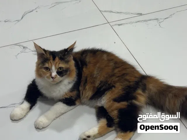 قط للبيع بحاله جيده