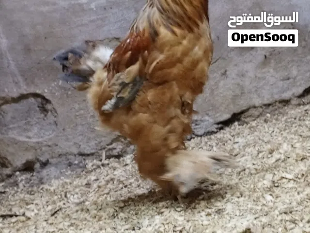 ديك براهمي بف أول شغله