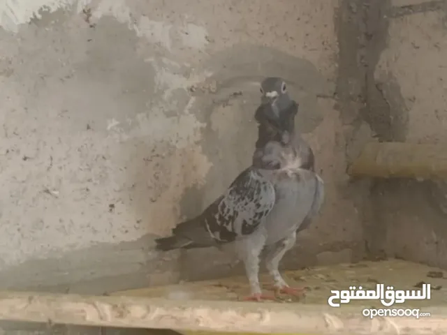 طيور حمام للبيع