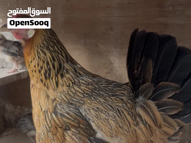 دجاجه 4 كتاكيت وياها