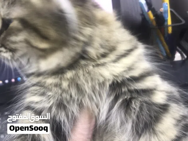 قطة عمر 8 أشهر