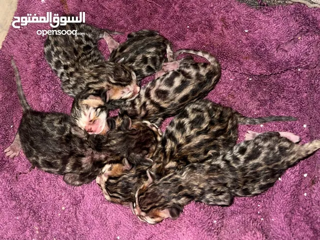 قطط منزليه للبيع الثمن:8500 قابل للتفاوض