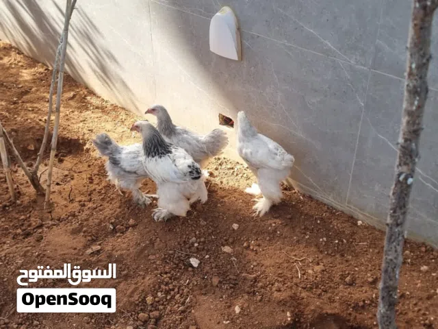 دجاج براهمي عمر ثلاث شهور ونصف ثلاث فرخات وديك ،،،من التركي الاصلي ،،،،نظاف مئه بالمئه ومطعوم كامل ،