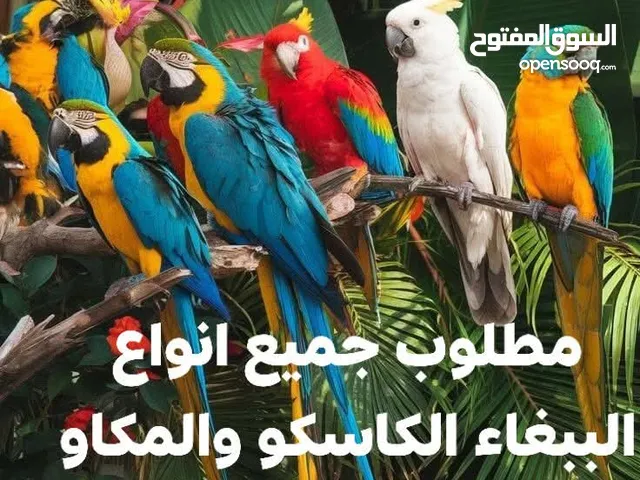 مطلوب جميع انواع الببغاء الكاسكو والمكاو. والامزون وجميع الببغاء لاتغلب حالك نشتري باحسن سعر