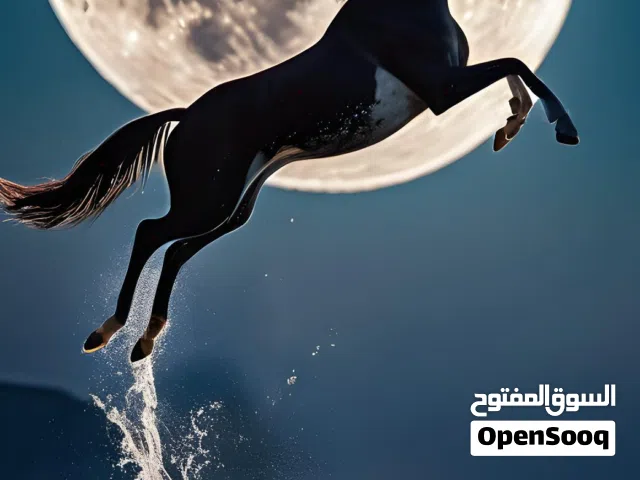 أبحث عن عمل