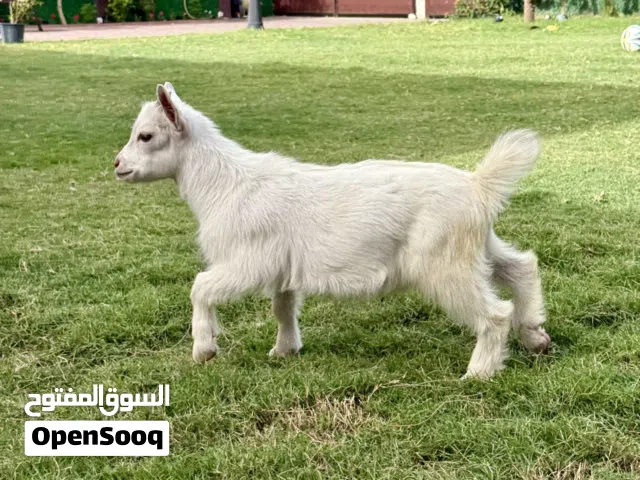 تيس تشيكي ابيض