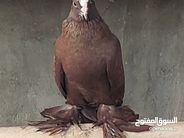 حمام مميز لعشاق التميز وبأسعار مناسبة!