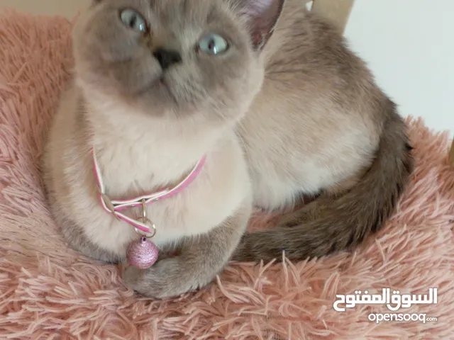 قطه سيامي و كتنز كتن بيبي 3 شهور ابيض و قط شوكلت وبصحه ممتازه سعر رمزي تبني للتبني بسعر بسييط جدا