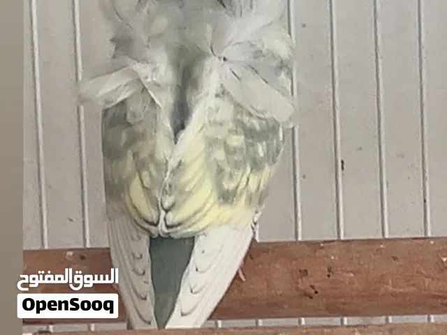 استمارة بيع : طيور هوجو